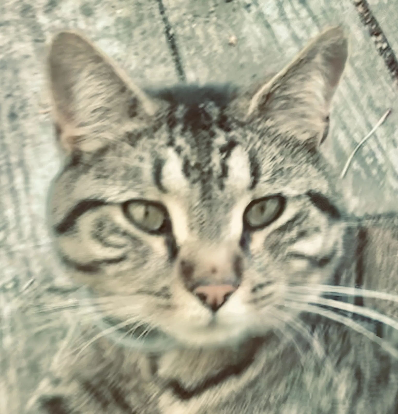 Lost cat in Woodbridge, CT, 6525