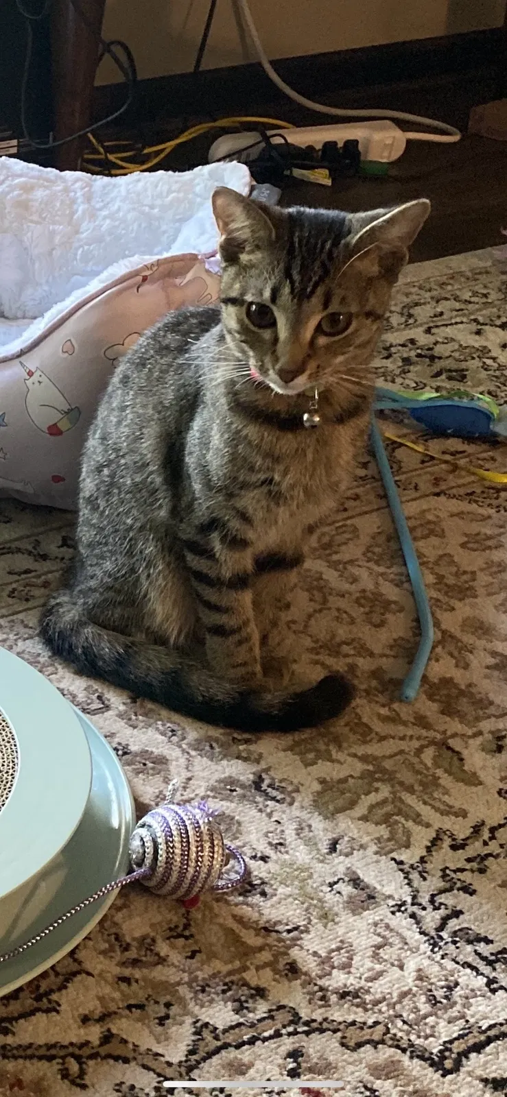 Lost cat in Hastings, MN, 55033