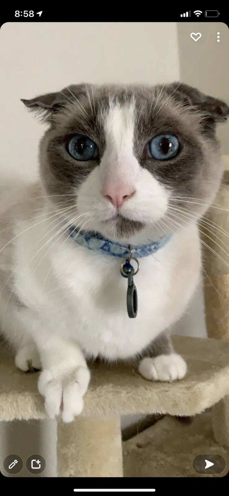 Lost cat in Tulsa, OK, 74104