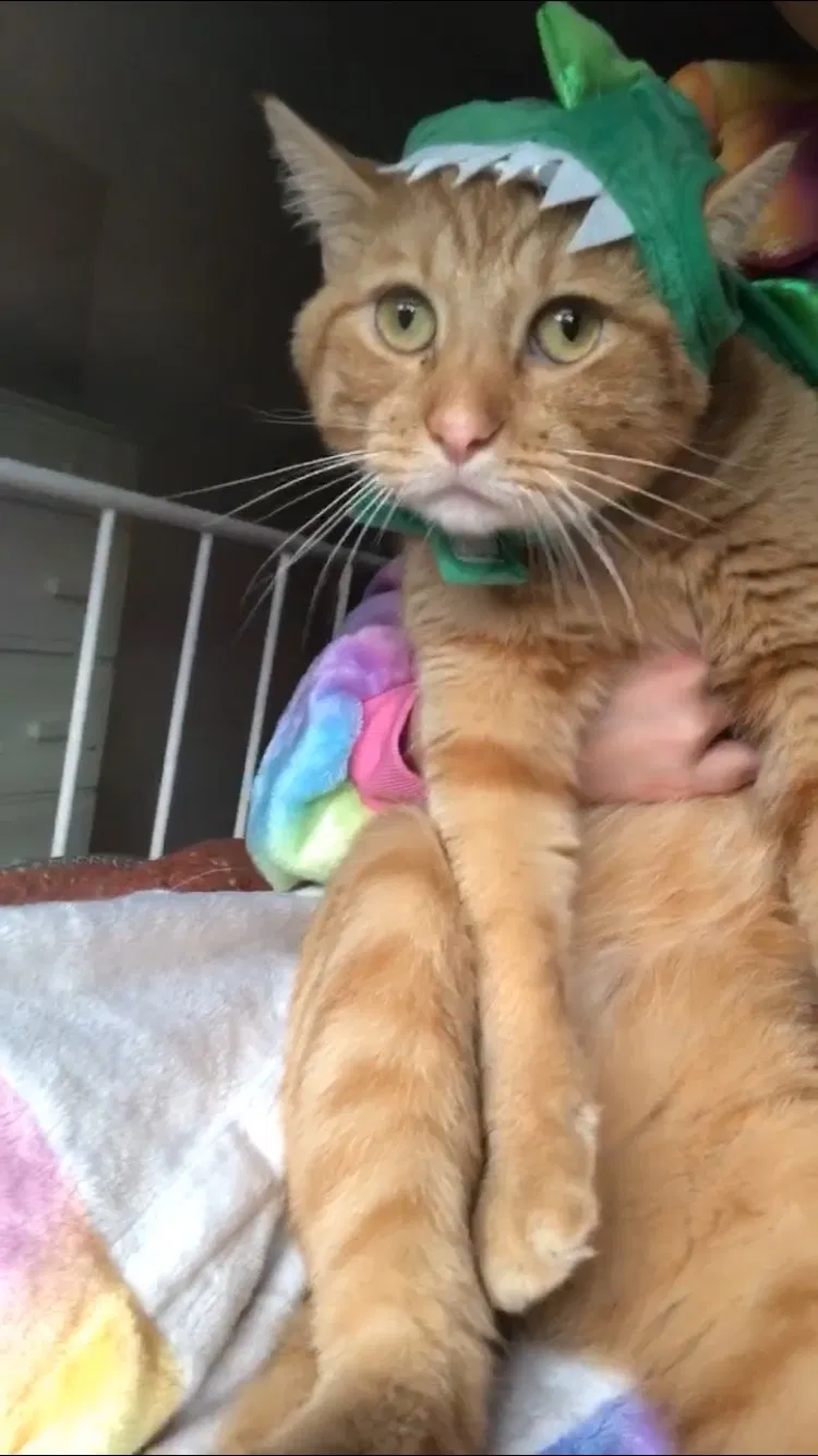 Lost cat in Suffolk, VA, 23434