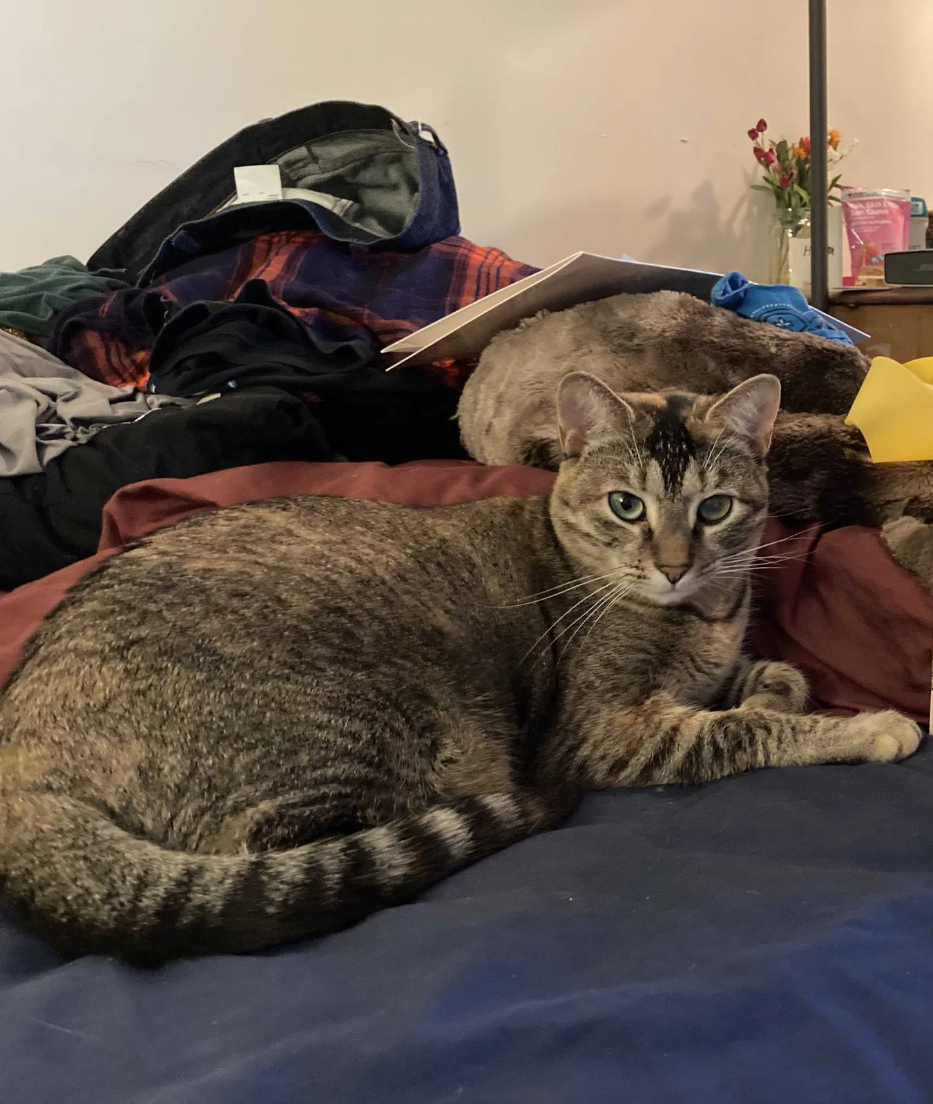 Lost cat in Worcester, MA, 1610