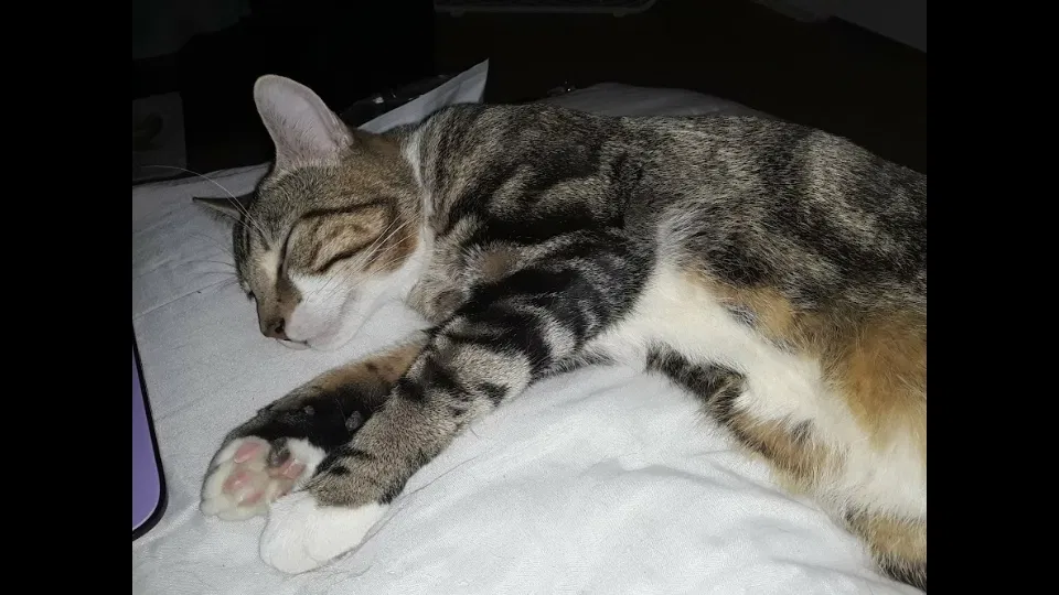 Lost cat in Erie, PA, 16503