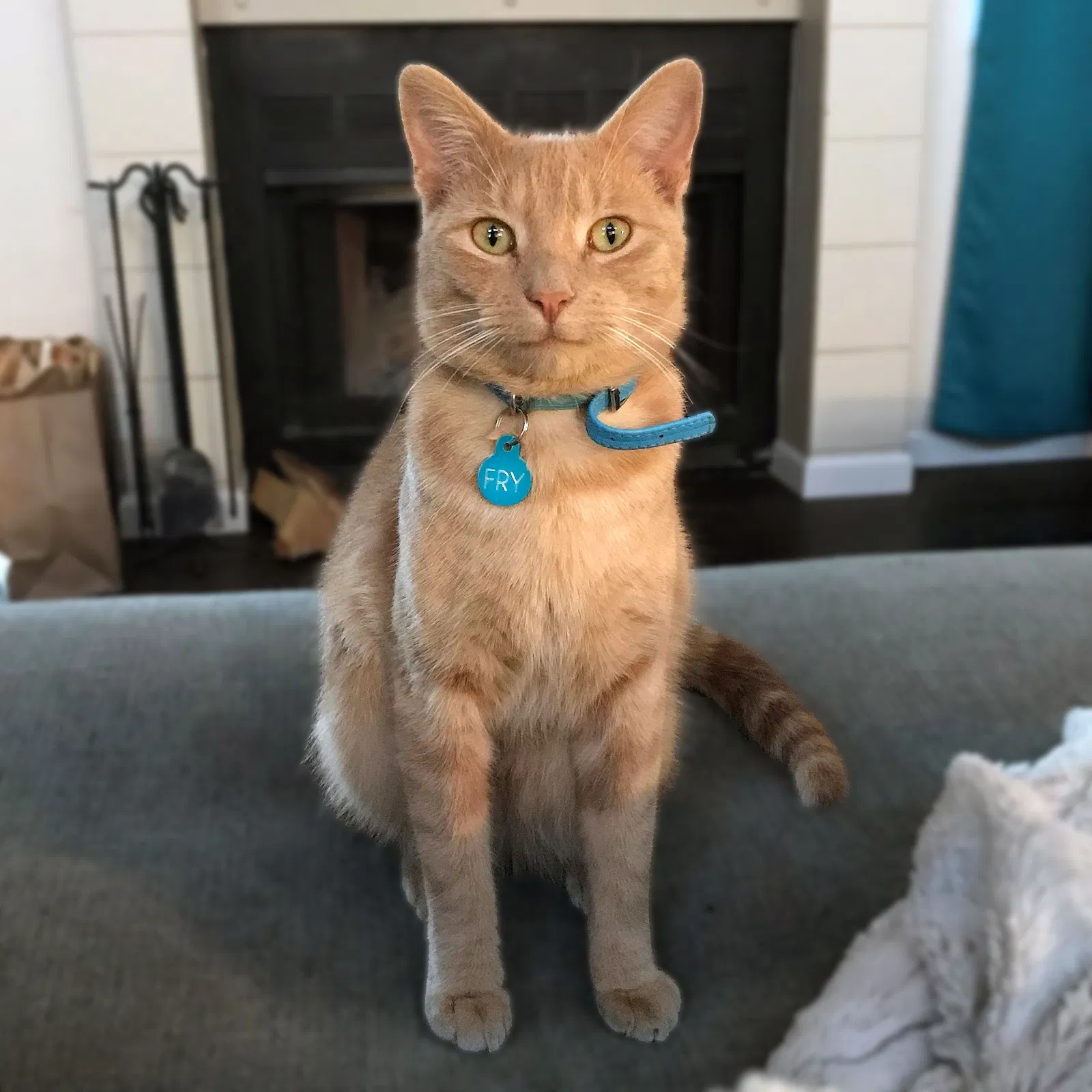 Lost cat in Albuquerque, NM, 87109