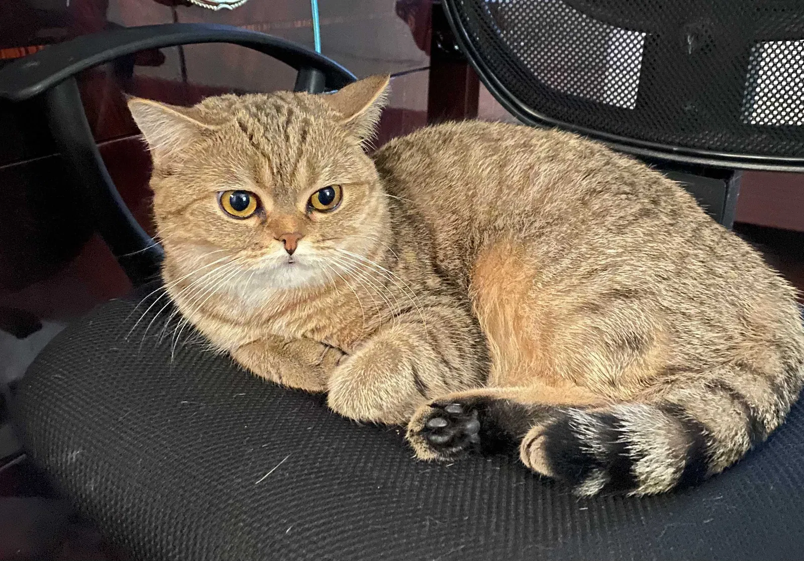 Lost cat in Alexandria, VA, 22310