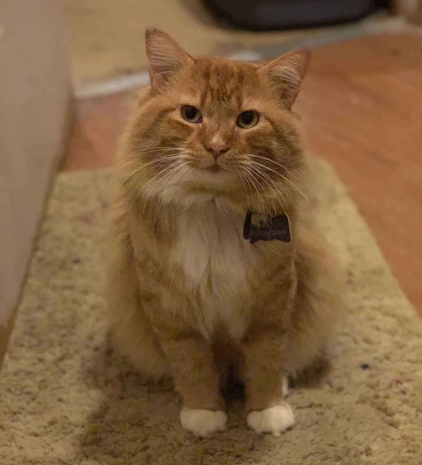 Lost cat in Arabi, LA, 70032