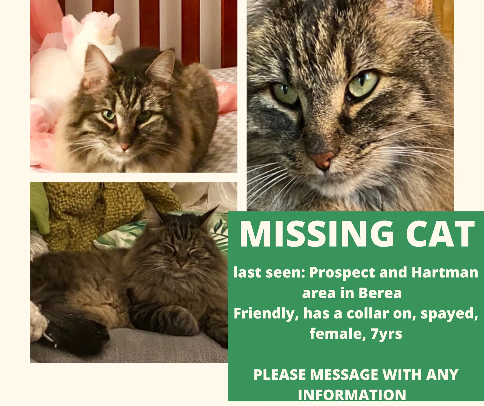 Lost cat in Berea, OH, 44017