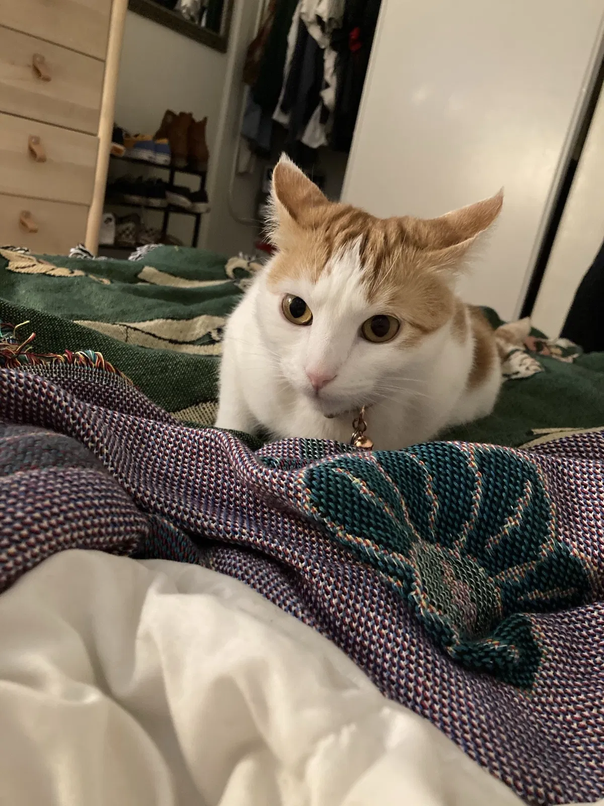 Lost cat in Long Beach, CA, 90804