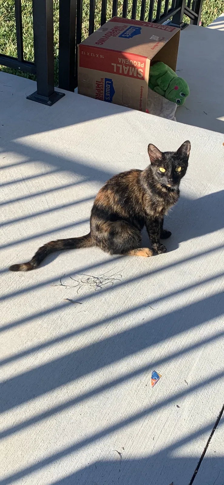 Found cat in Oxford, FL, 34484