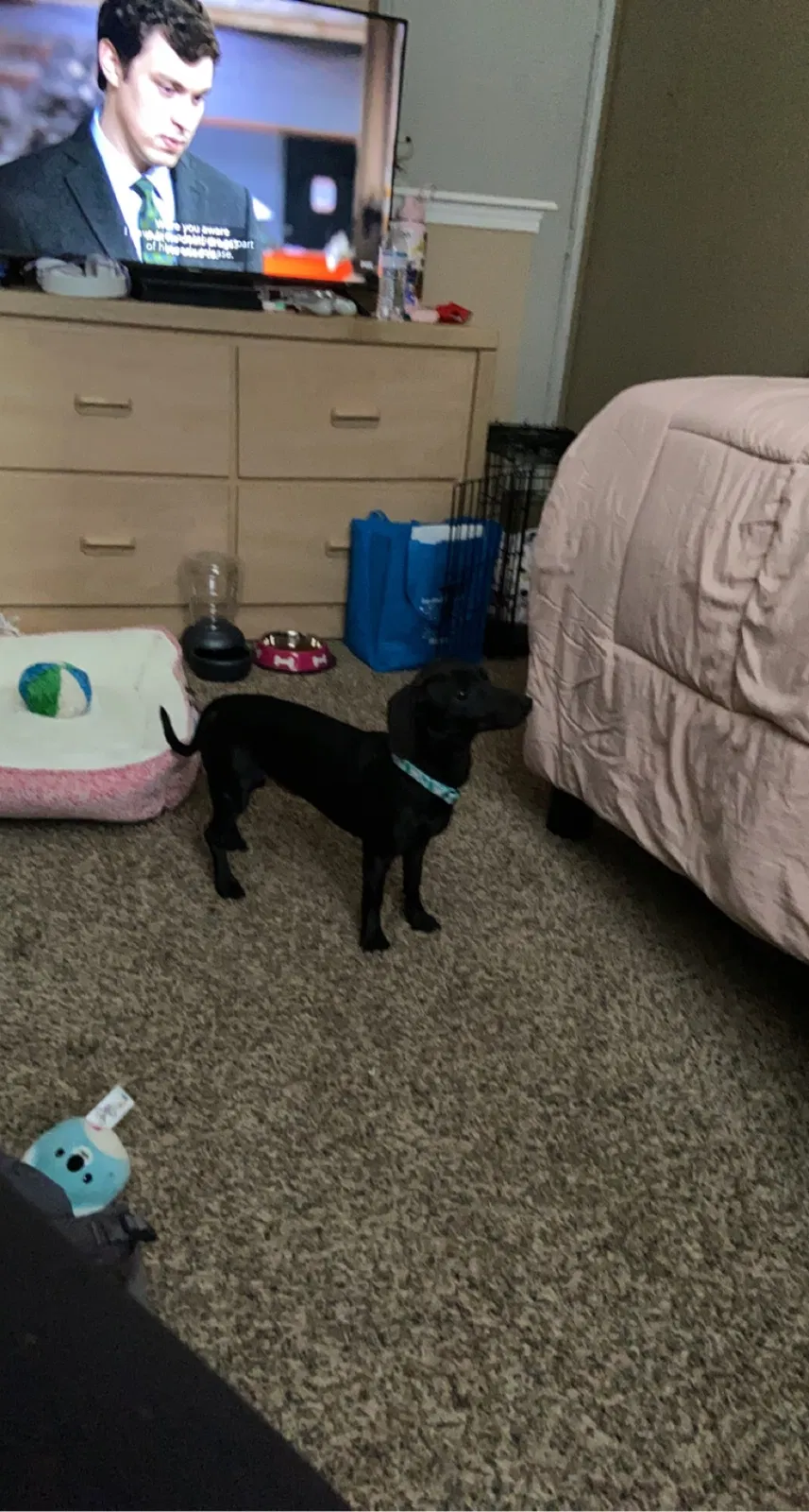 Lost dog in Amarillo, TX, 79104