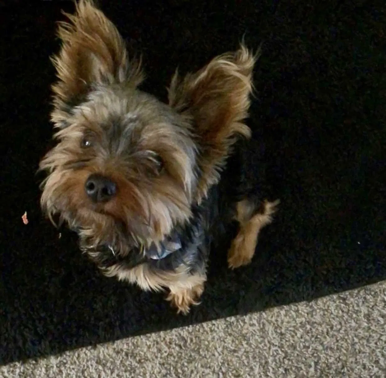 Lost dog in Ocoee, FL, 34761