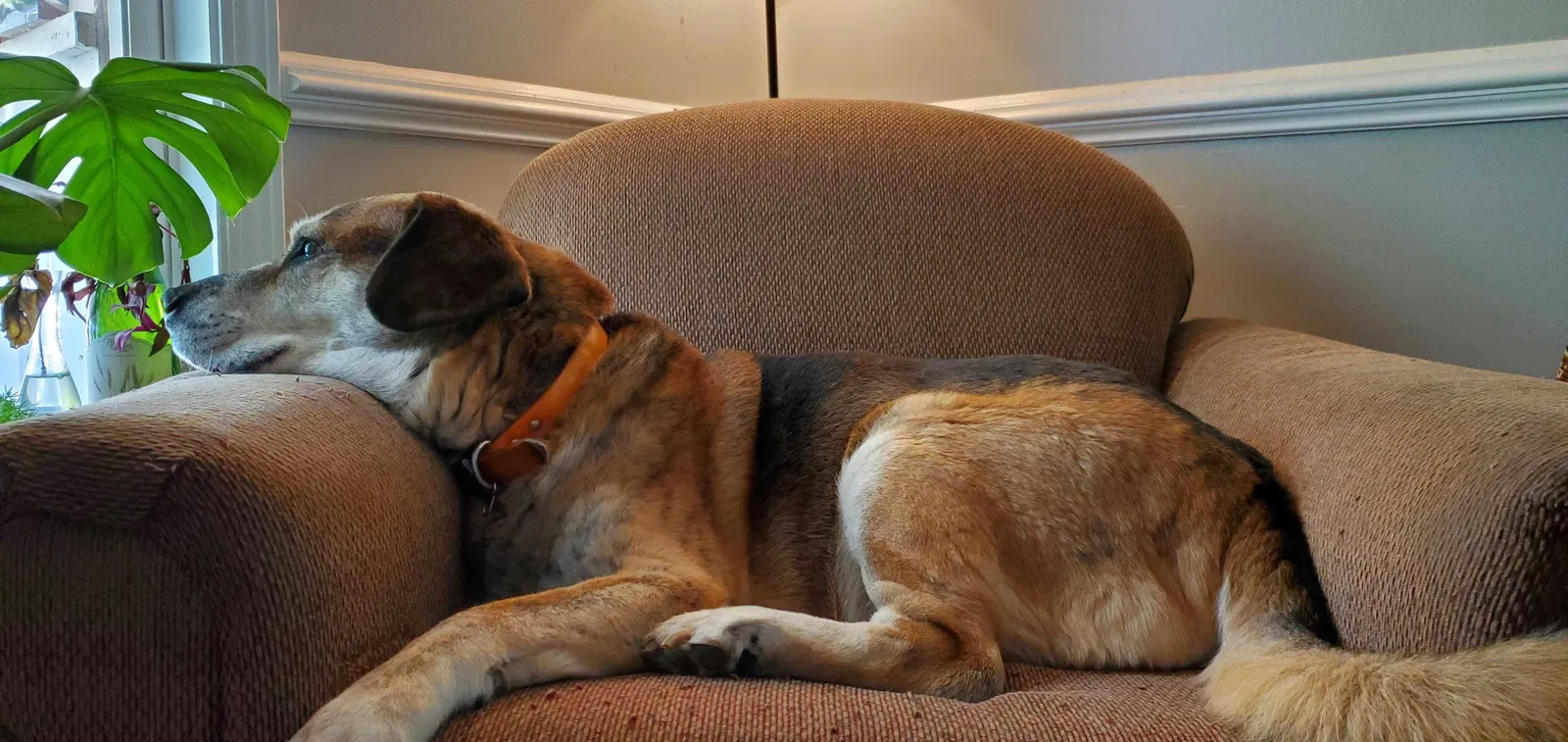 Lost dog in Birmingham, AL, 35206