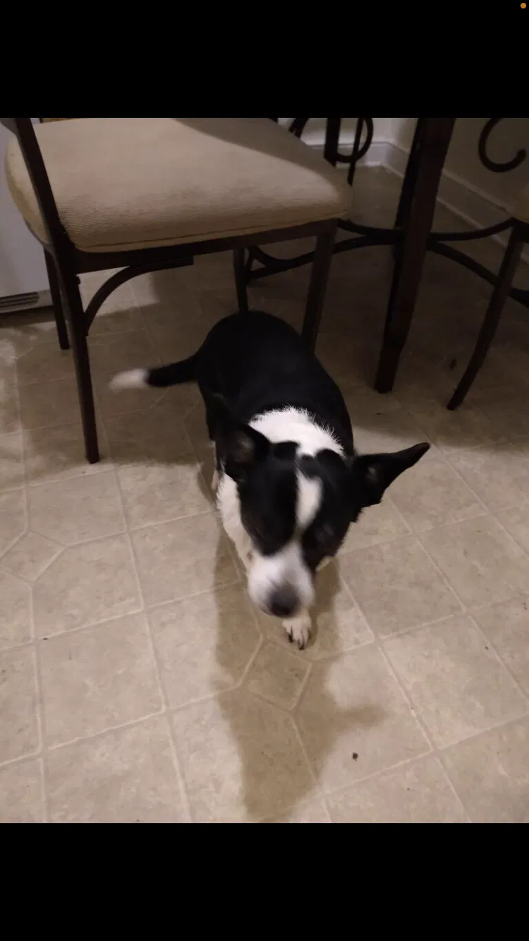 Lost dog in Richmond, VA, 23224