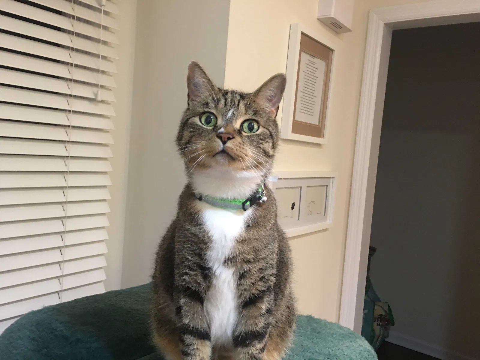 Found cat in New Canaan, CT, 6840