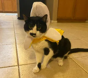 Lost cat in Phoenix, AZ, 85028