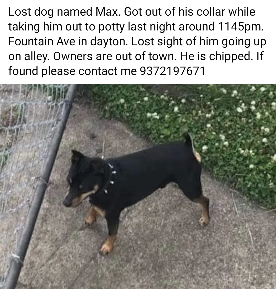Lost dog in Dayton, OH, 45405