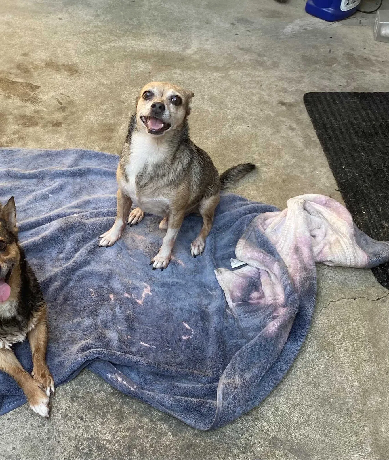 Lost dog in Fresno, CA, 93702
