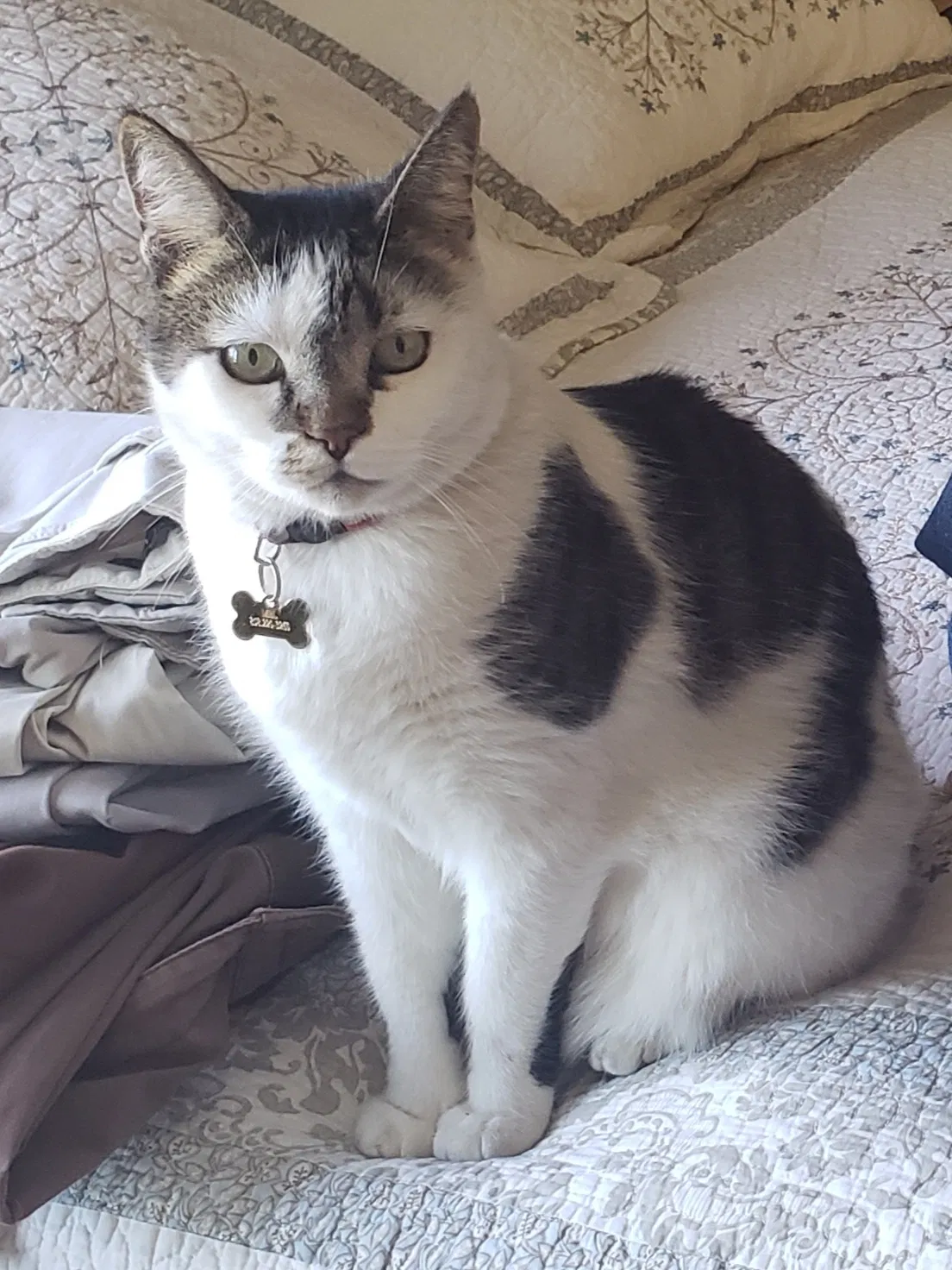 Lost cat in San Diego, CA, 92119