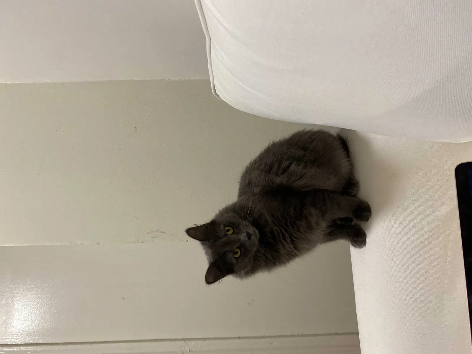 Lost cat in Bronx, NY, 10472