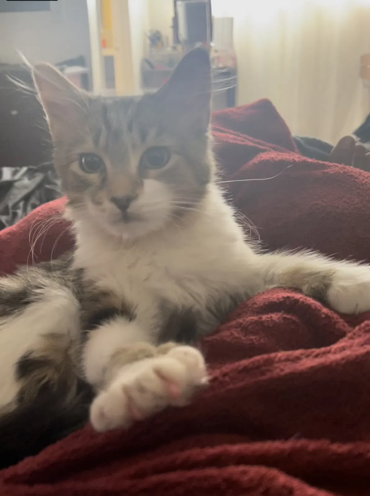 Lost cat in El Cajon, CA, 92021