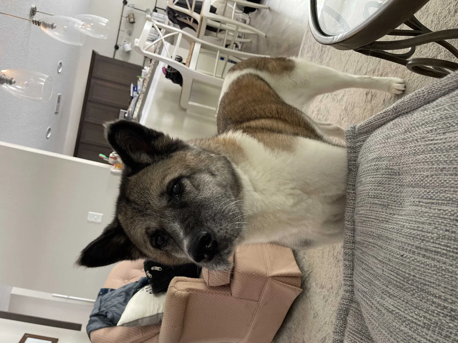 Lost dog in Suffolk, VA, 23434