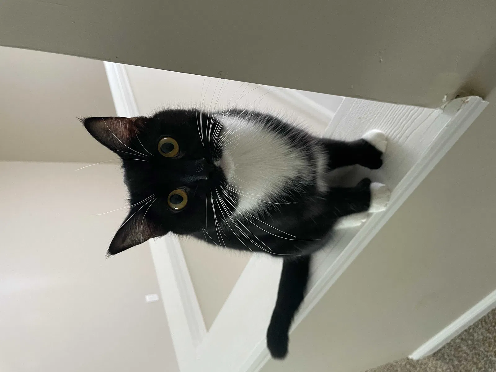Lost cat in Youngstown, OH, 44512