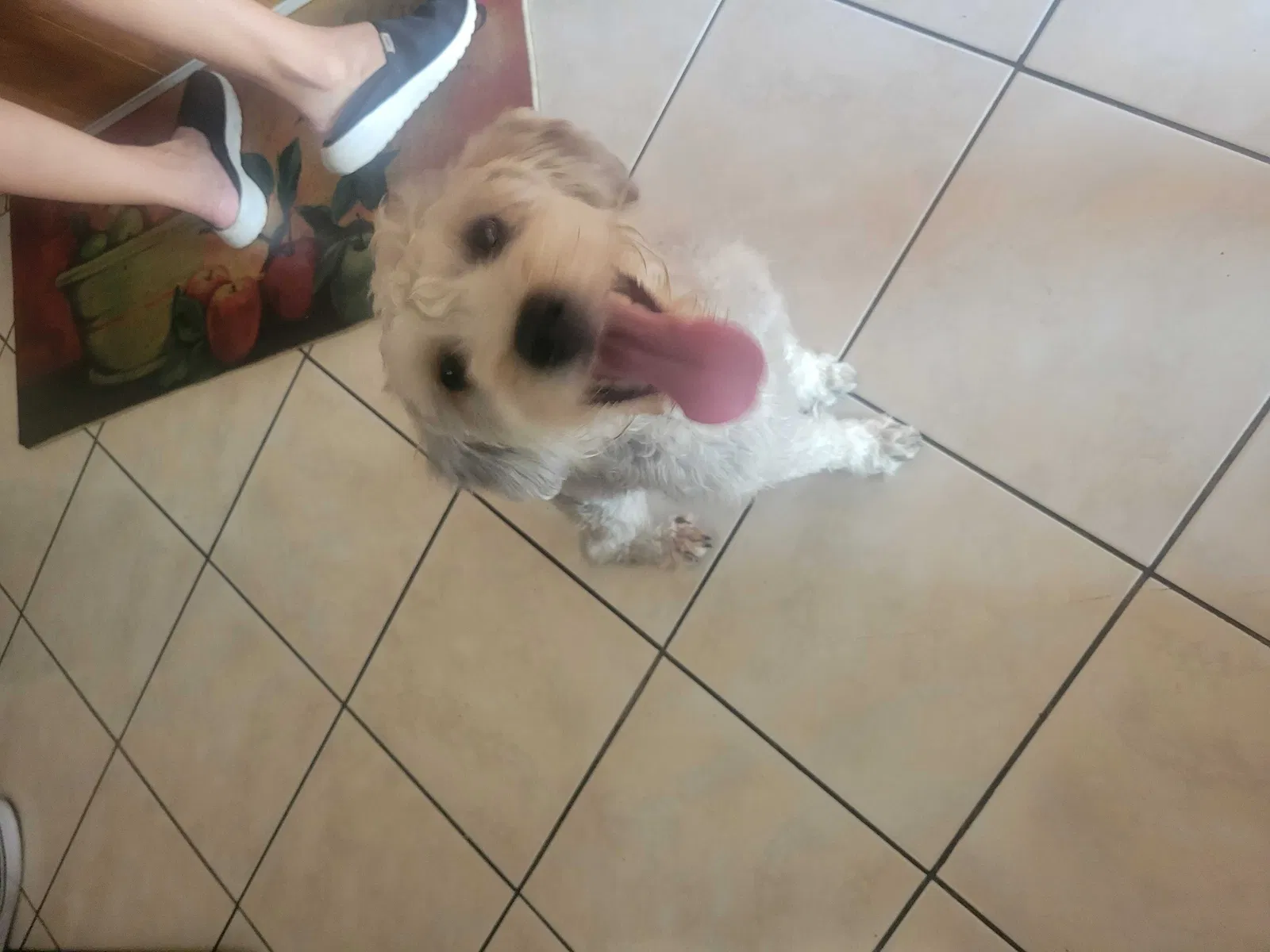 Lost dog in Bakersfield, CA, 93304