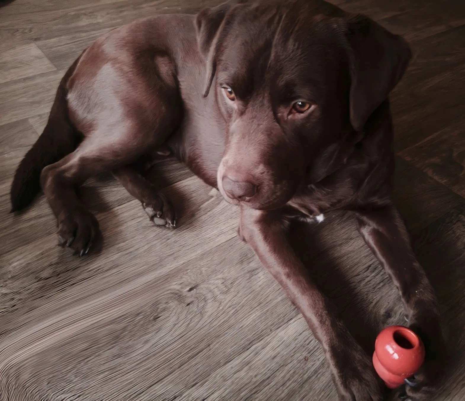 Lost dog in Greensboro, NC, 27401