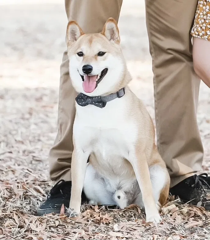 Lost dog in Delano, CA, 93215