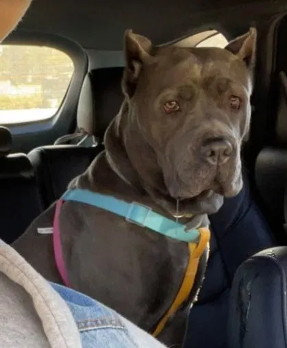 Lost dog in Antioch, TN, 37013
