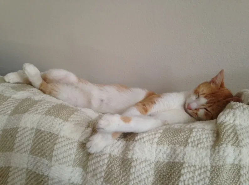 Lost cat in Providence Forge, VA, 23140