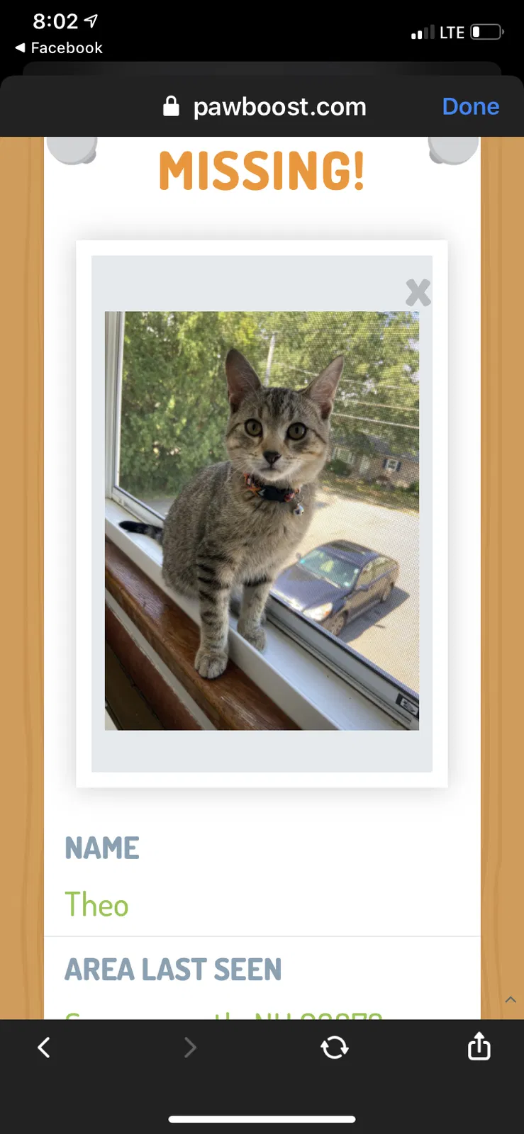 Lost cat in Somersworth, NH, 3878