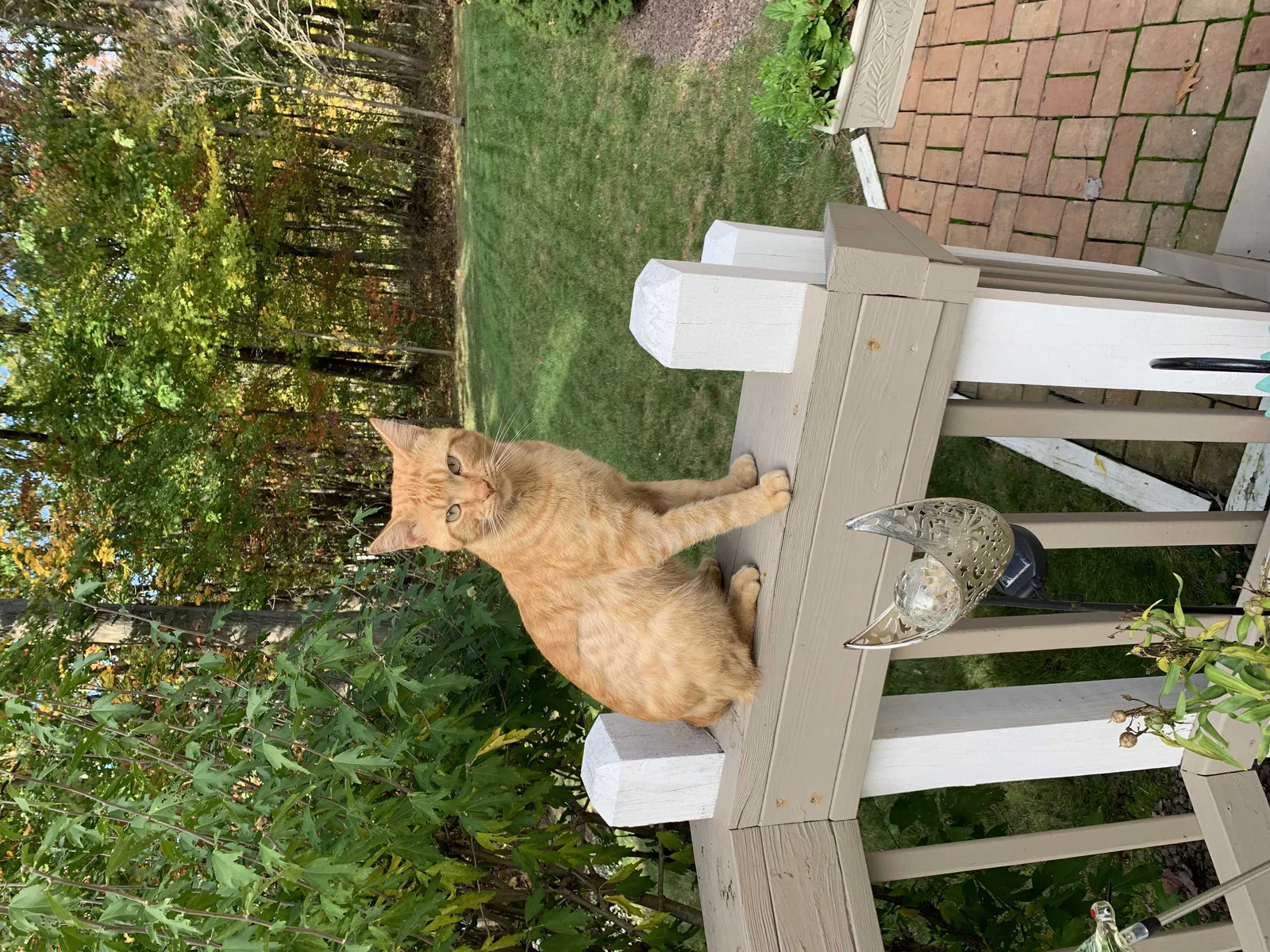 Lost cat in Girard, OH, 44420
