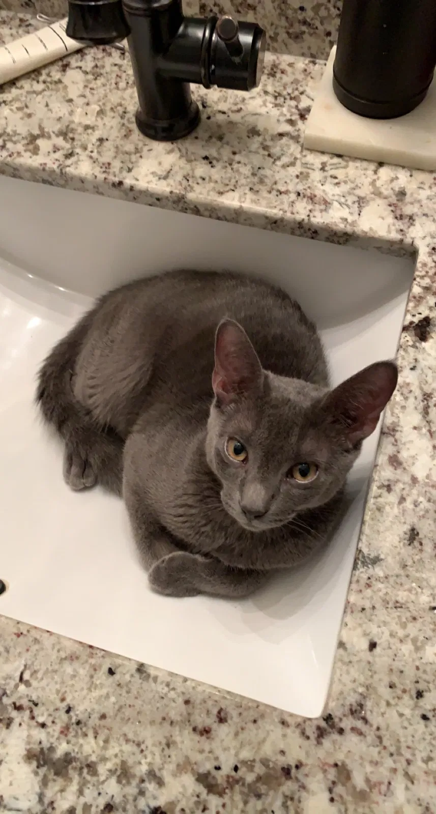 Lost cat in Kaplan, LA, 70548