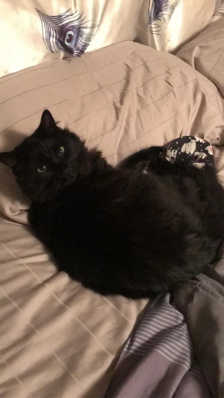 Lost cat in Boise, ID, 83704
