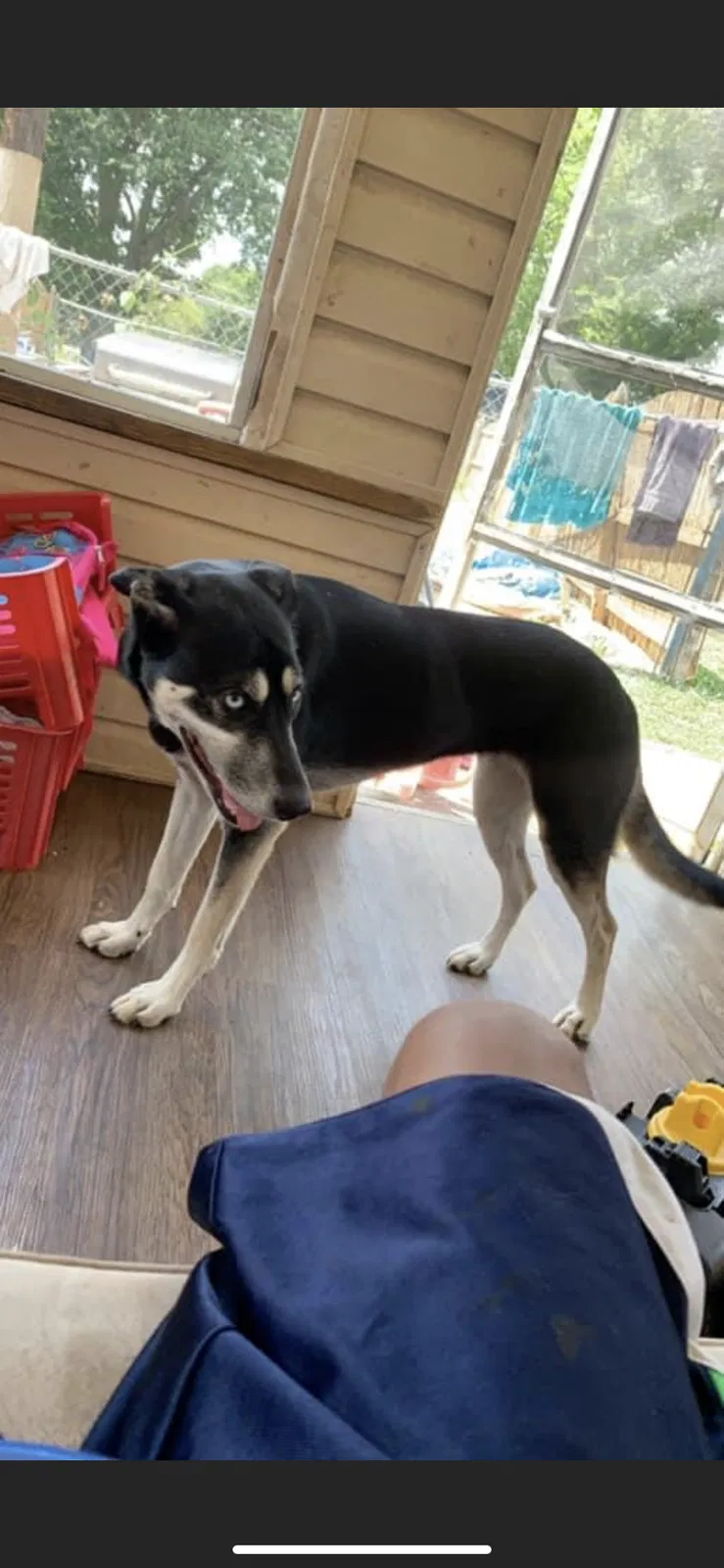 Lost dog in Knoxville, TN, 37912