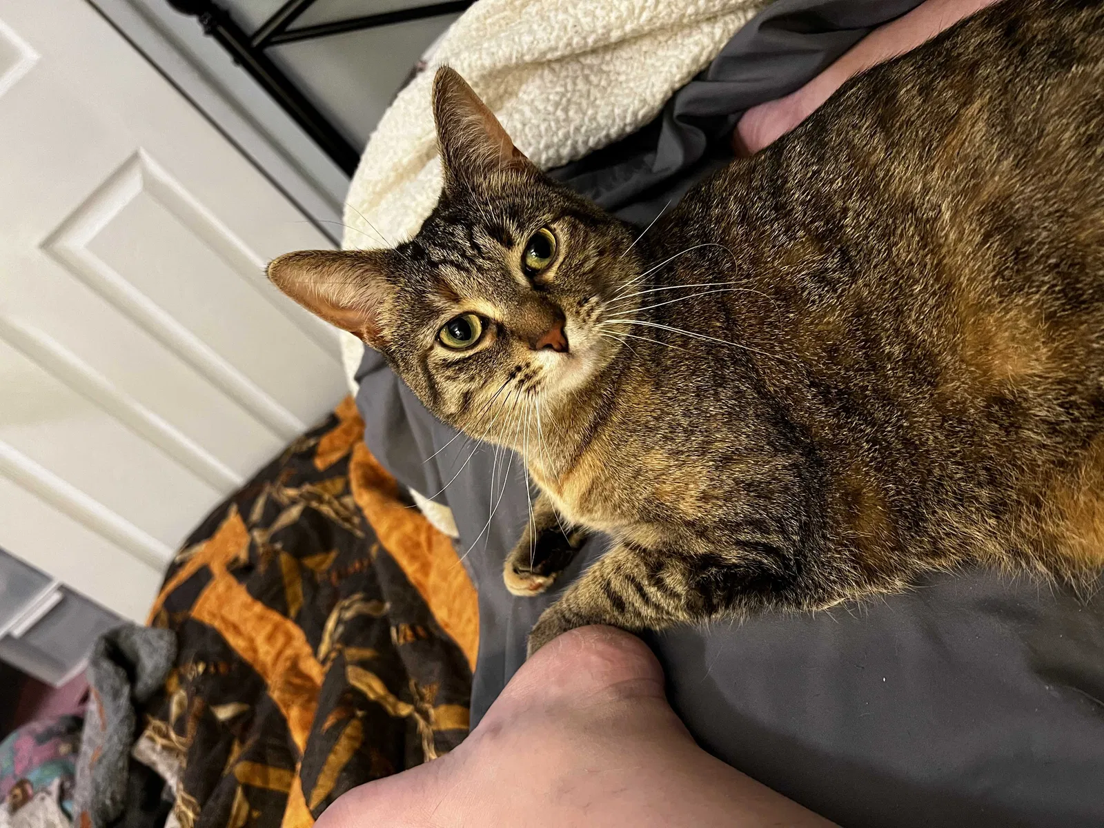 Lost cat in Toledo, OH, 43615