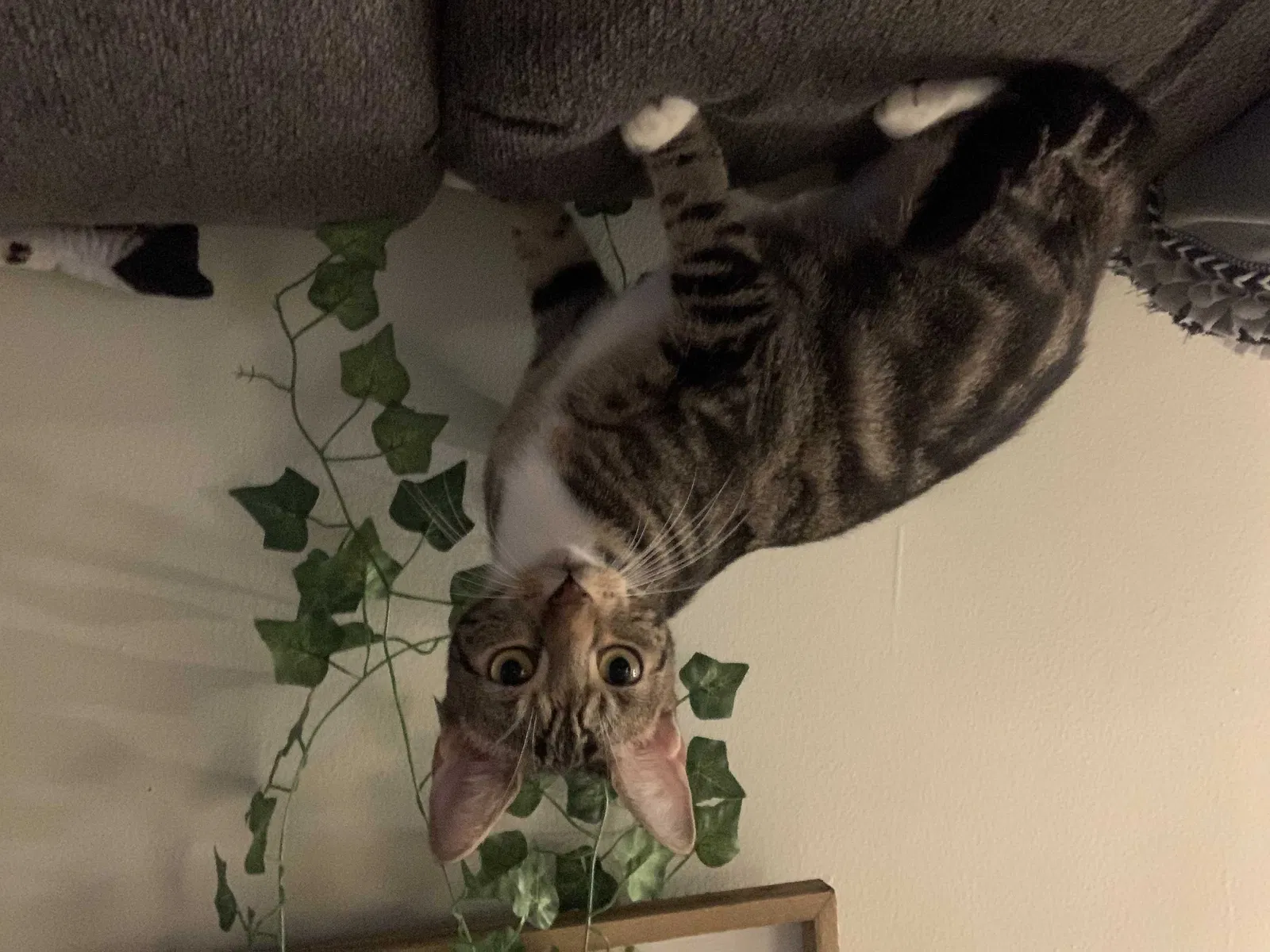 Lost cat in Cranford, NJ, 7016