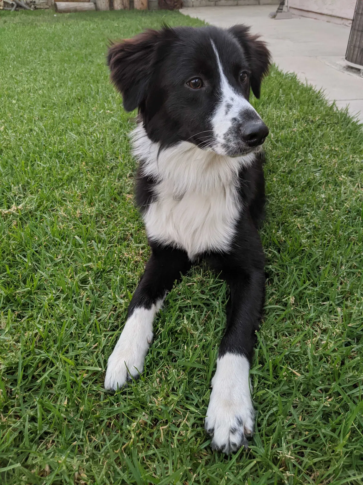 Lost dog in Pacoima, CA, 91331