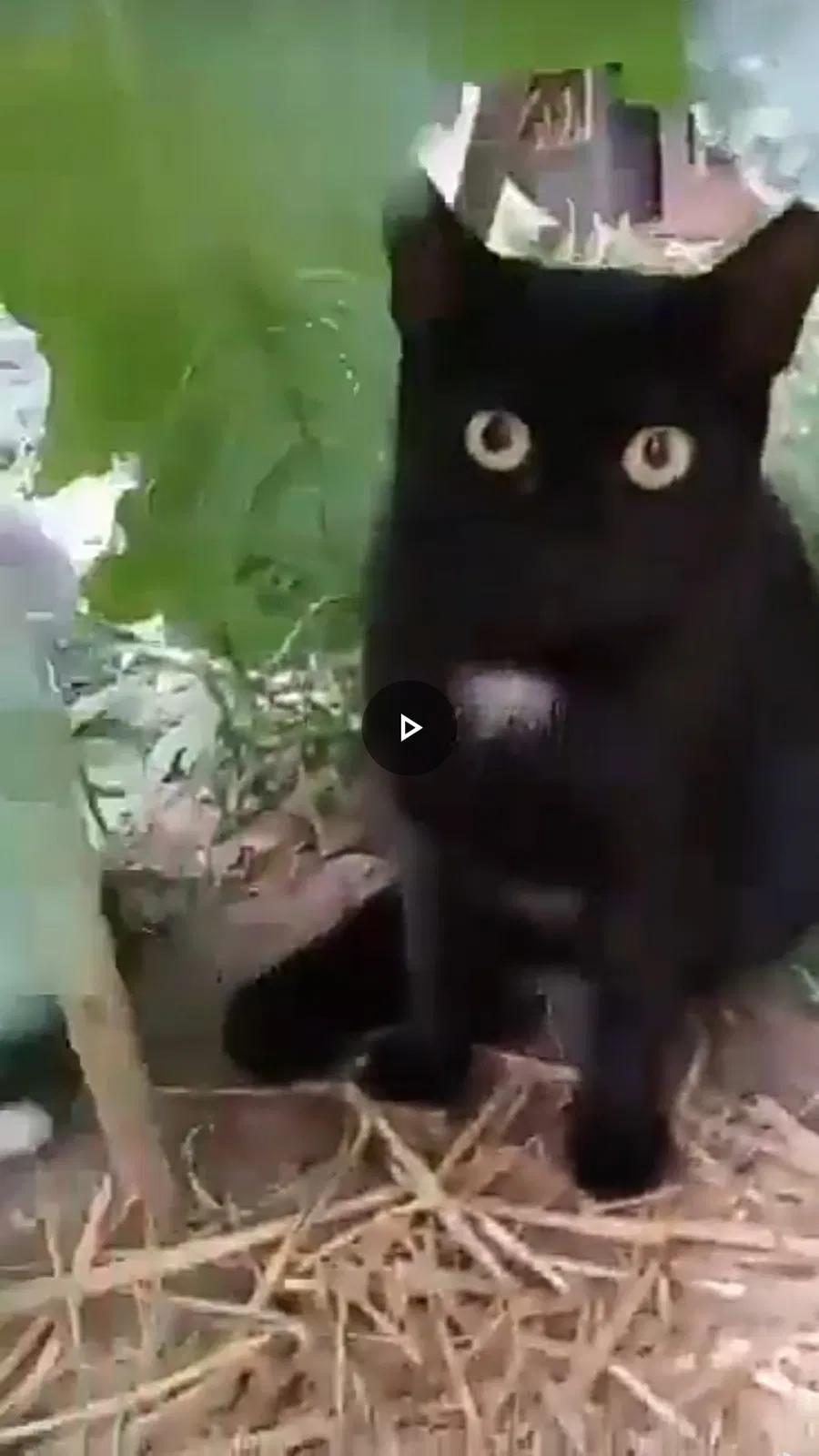 Lost cat in Bronx, NY, 10467