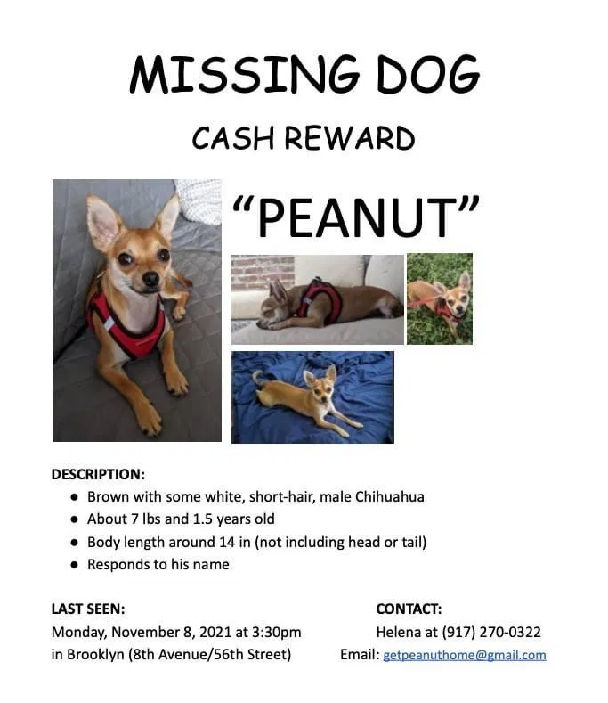 Lost dog in Brooklyn, NY, 11220