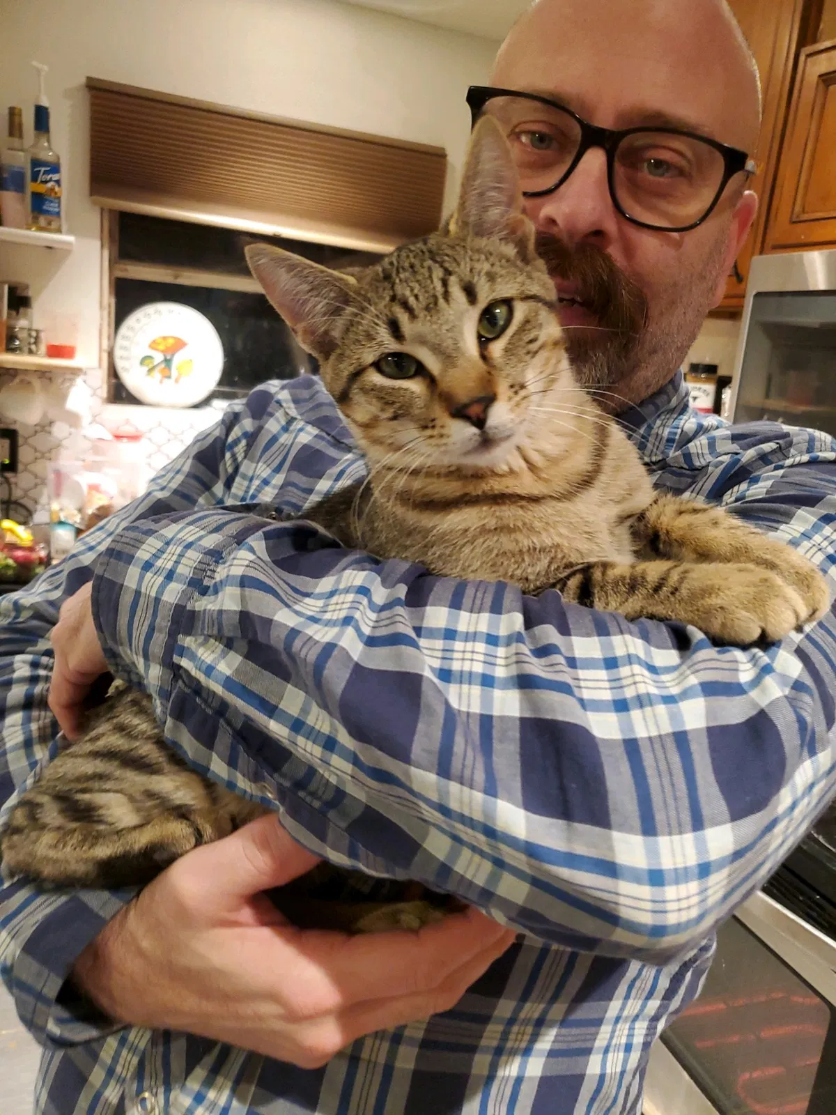 Lost cat in Portland, OR, 97202