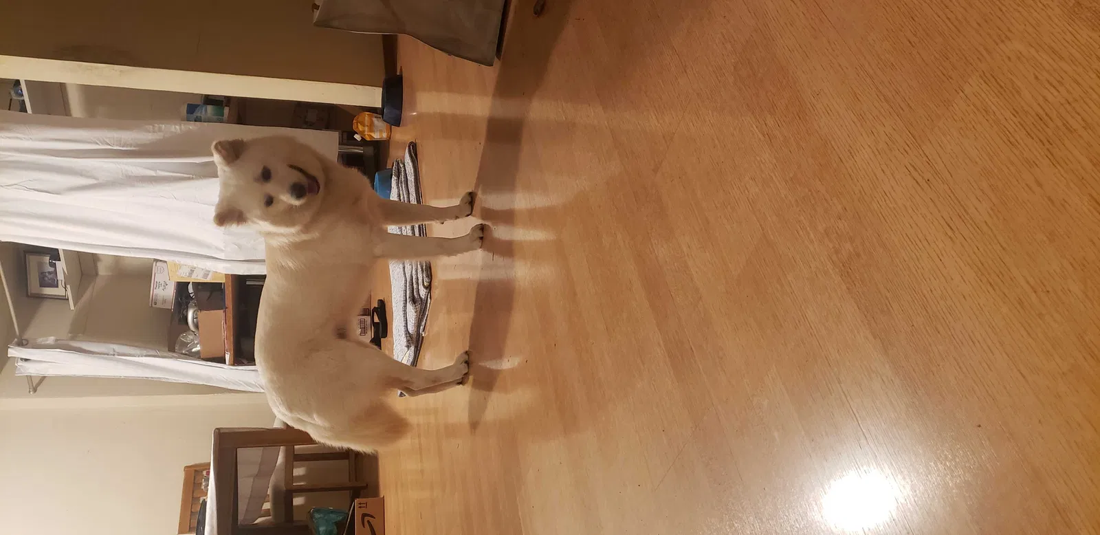 Lost dog in Vallejo, CA, 94589