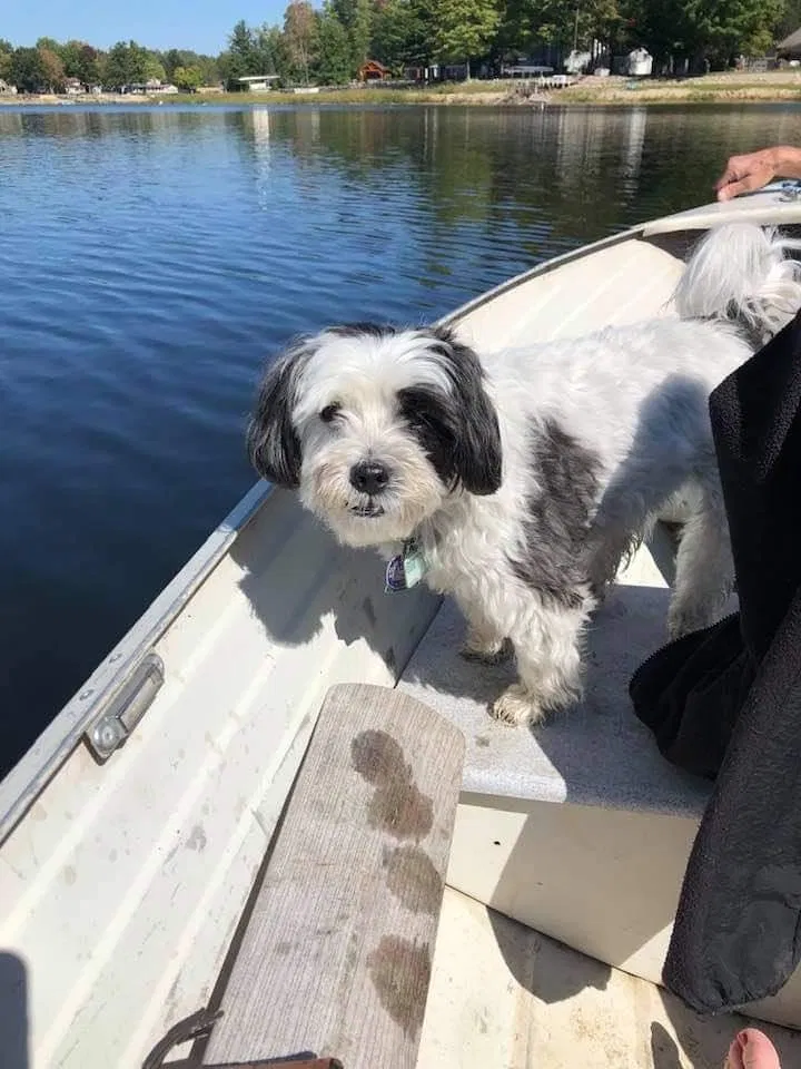 Lost dog in Taylor, MI, 48180