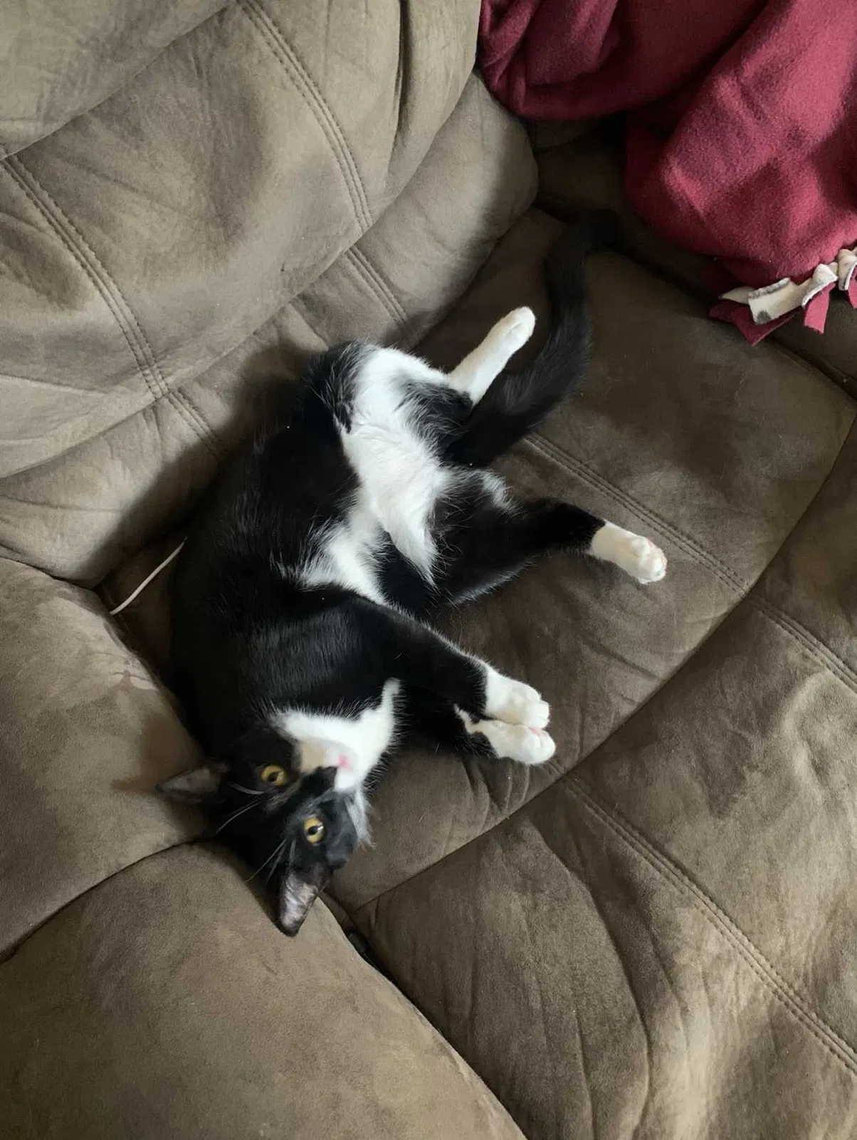 Lost cat in Findlay, OH, 45840