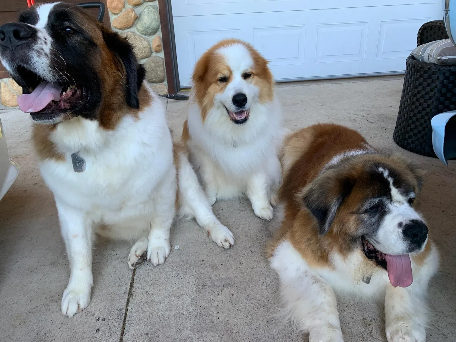 Lost dog in Eatonville, WA, 98328