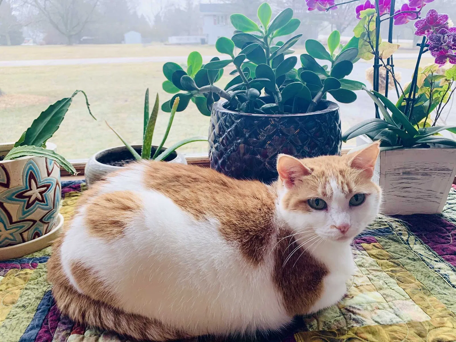Lost cat in West Bend, WI, 53095
