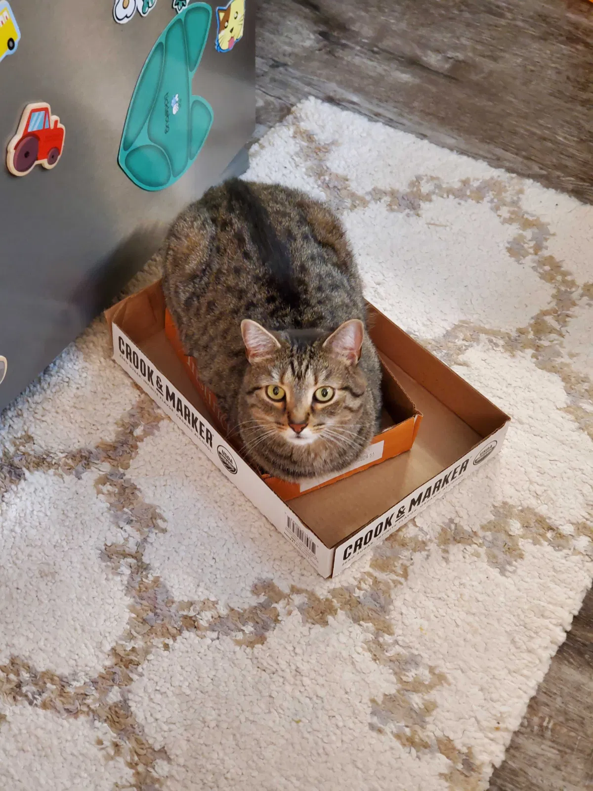 Lost cat in Alexandria, VA, 22310