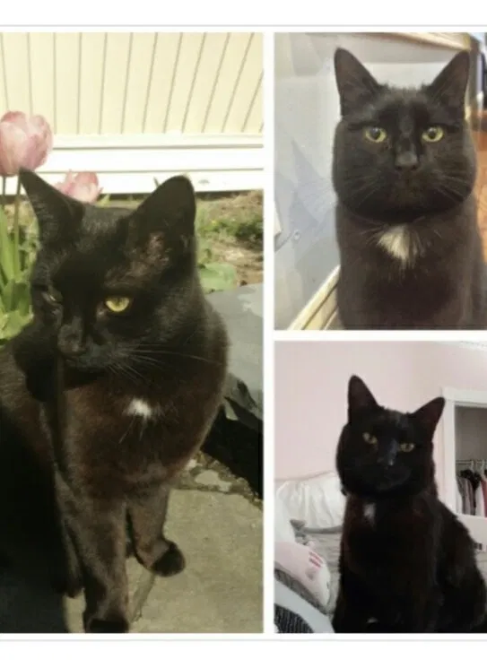 Lost cat in Calverton, NY, 11933