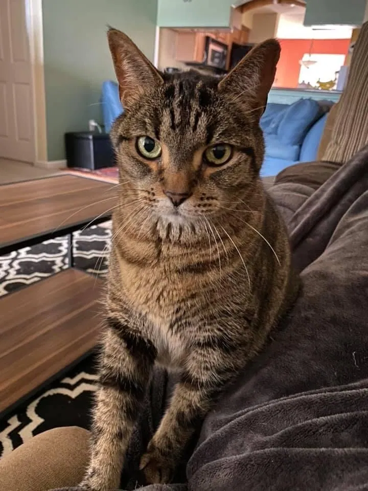 Lost cat in Largo, FL, 33773