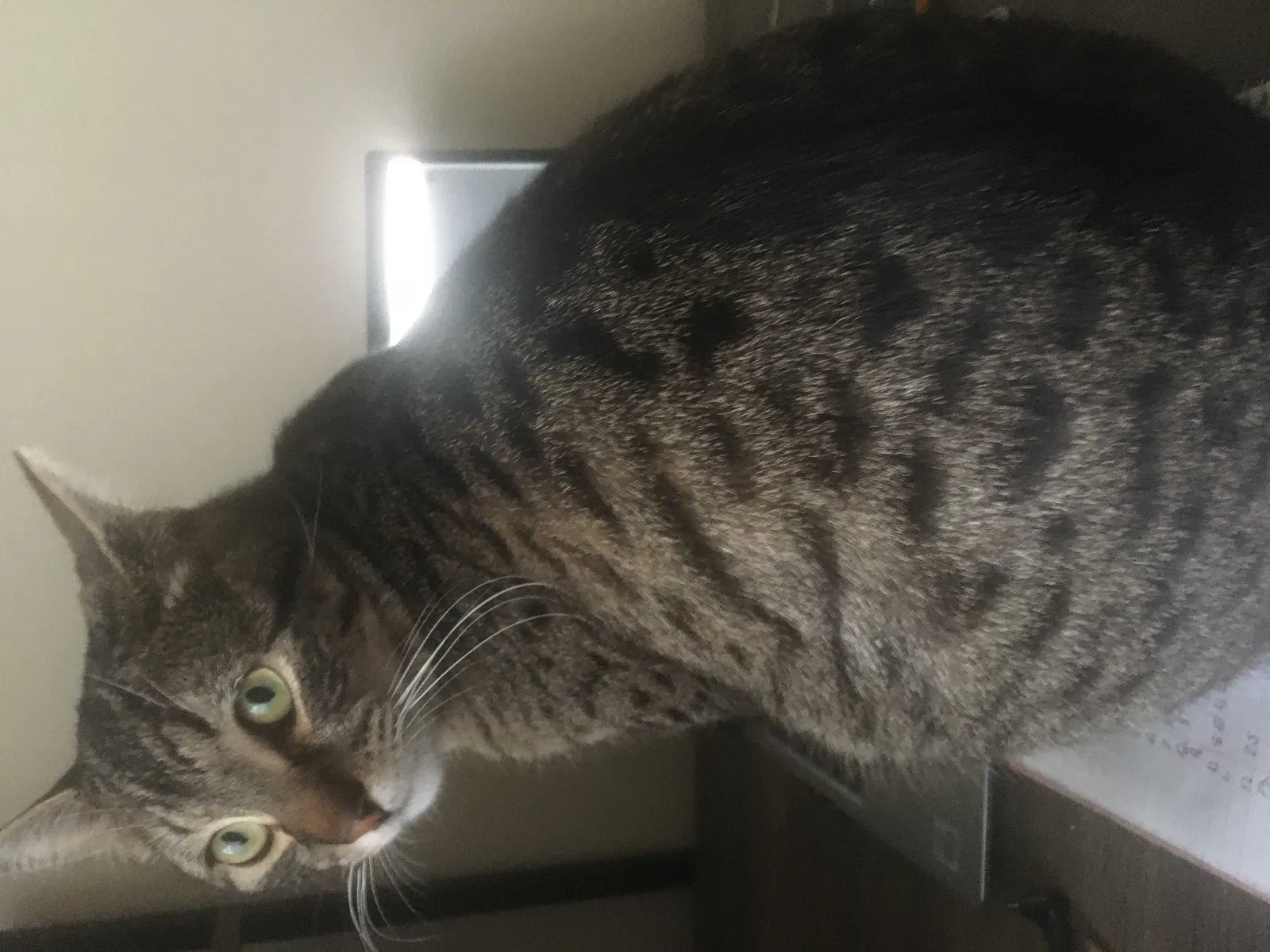 Lost cat in Missoula, MT, 59801